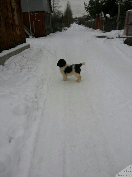 Фото: ньюфаундленд Bavariya ot Karel'skih Medvedey (Бавария от Карельских Медведей)