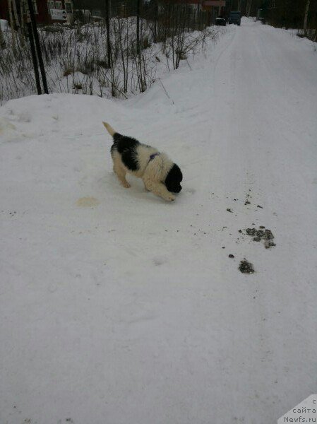 Фото: ньюфаундленд Bavariya ot Karel'skih Medvedey (Бавария от Карельских Медведей)