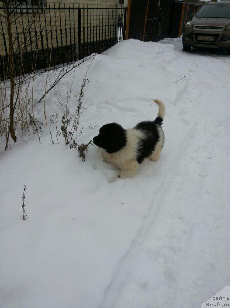 Фото: ньюфаундленд Bavariya ot Karel'skih Medvedey (Бавария от Карельских Медведей)