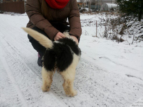 Фото: ньюфаундленд Bavariya ot Karel'skih Medvedey (Бавария от Карельских Медведей)