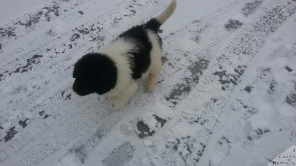 Фото: ньюфаундленд Bavariya ot Karel'skih Medvedey (Бавария от Карельских Медведей)