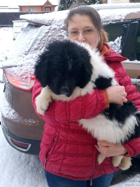 Фото: ньюфаундленд Bavariya ot Karel'skih Medvedey (Бавария от Карельских Медведей)