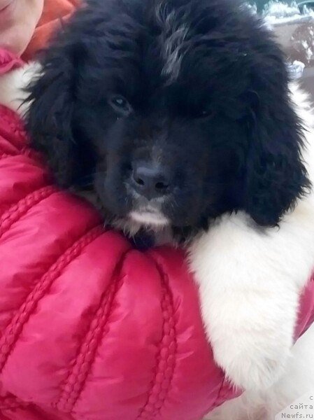 Фото: ньюфаундленд Bavariya ot Karel'skih Medvedey (Бавария от Карельских Медведей)