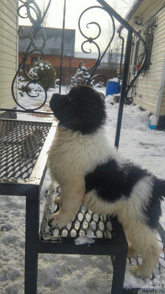 Фото: ньюфаундленд Bavariya ot Karel'skih Medvedey (Бавария от Карельских Медведей)