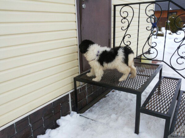 Фото: ньюфаундленд Bavariya ot Karel'skih Medvedey (Бавария от Карельских Медведей)