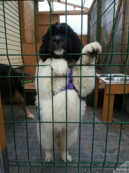 Фото: ньюфаундленд Bavariya ot Karel'skih Medvedey (Бавария от Карельских Медведей)