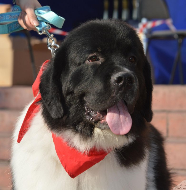 Фото: Natal'ya YAkimova (Наталья Якимова), ньюфаундленд Gordon Ing'l Perikl'z from Rashn Bear (Гордон Инг'л Перикльз фром Рашн Беар)