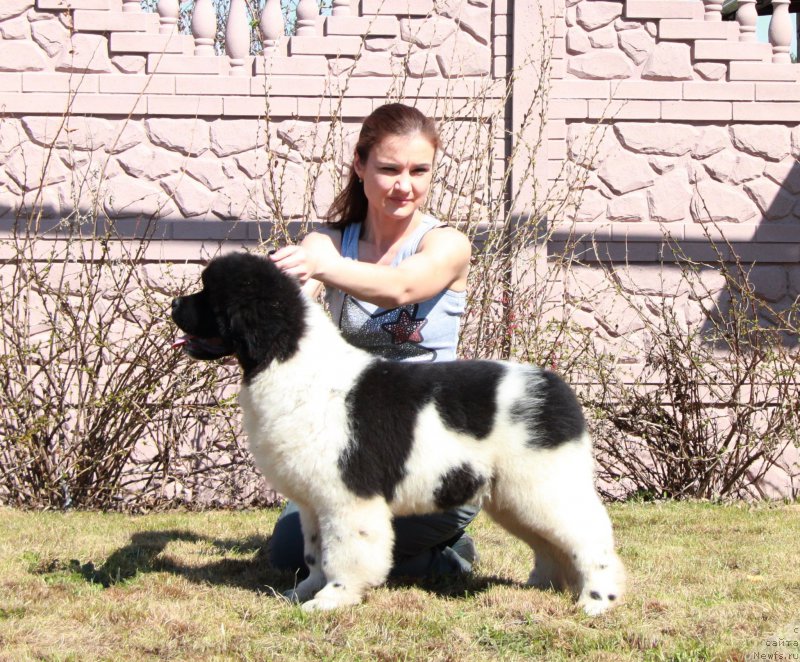 Фото: ньюфаундленд Oukaya Forever Le Grand Ami for-Akvian Song