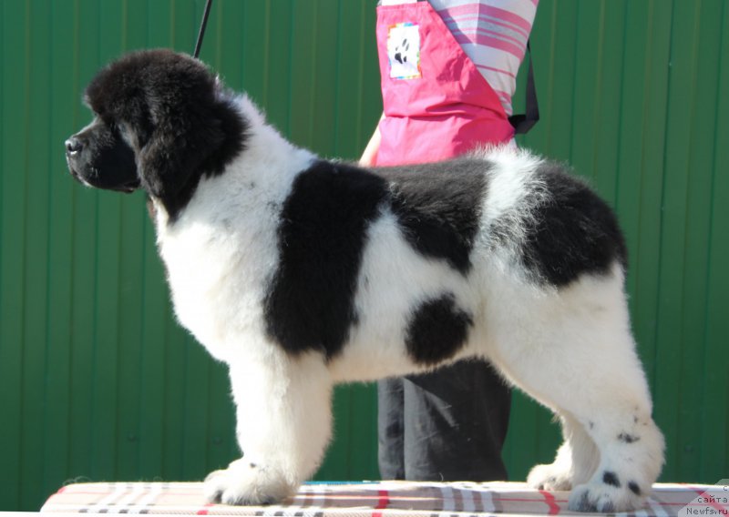 Фото: ньюфаундленд Oukaya Forever Le Grand Ami for-Akvian Song