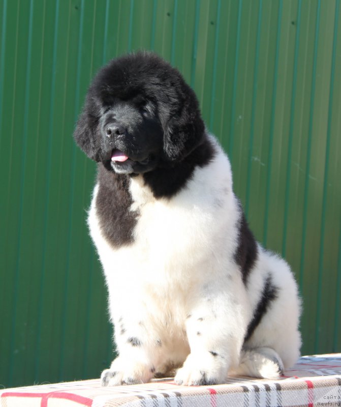 Фото: ньюфаундленд Oukaya Forever Le Grand Ami for-Akvian Song