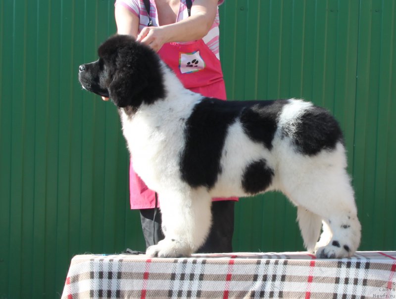 Фото: ньюфаундленд Oukaya Forever Le Grand Ami for-Akvian Song