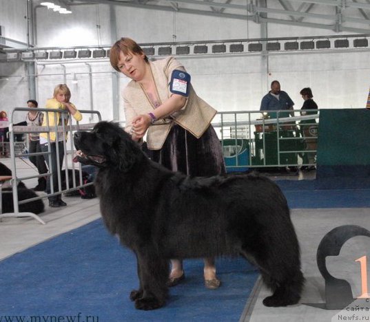 Фото: ньюфаундленд Aquatoriya Kelvin Schedrost Fortuny (Акватория Келвин Щедрость Фортуны)