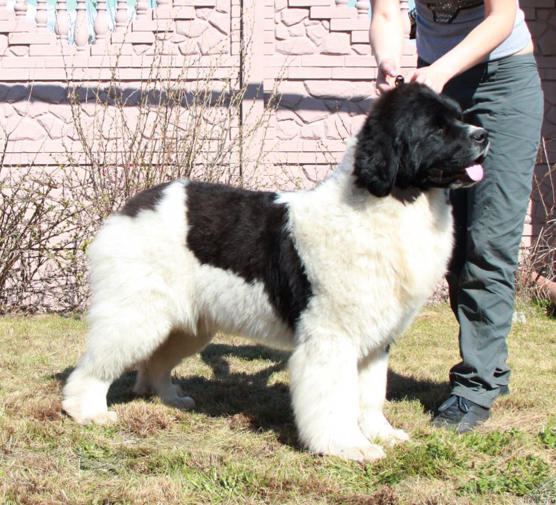 Фото: ньюфаундленд Akvian Song Rosemary (Аквиан Сонг Розмари)