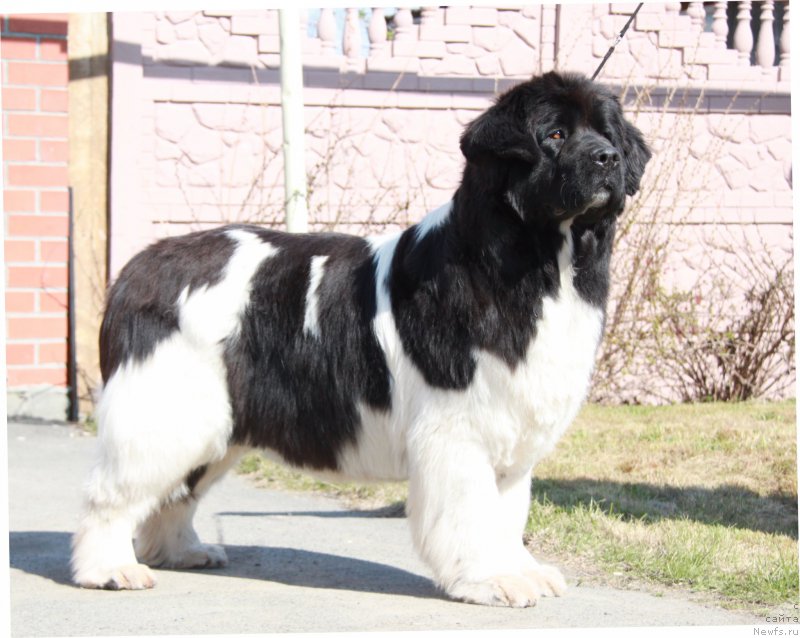 Фото: ньюфаундленд Akvian Song Kiss from Rouz (Аквиан Сонг Кисс Фром Роуз)