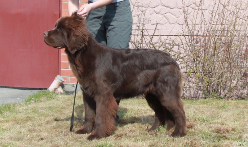 Фото: ньюфаундленд Funnewf Avalon (Фанньюф Авалон)