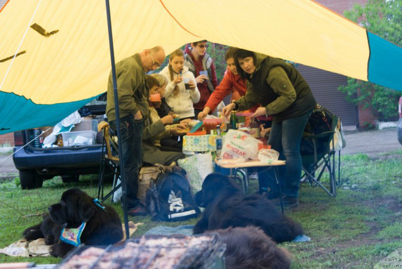 Фото: ньюфаундленд Sandbears Franco, ньюфаундленд Eho Moskvy s Berega Dona (Эхо Москвы с Берега Дона)