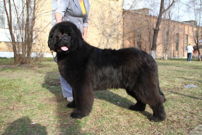 Фото: ньюфаундленд Super Premium Unison Harizma (Супер Премиум Унисон Харизма)