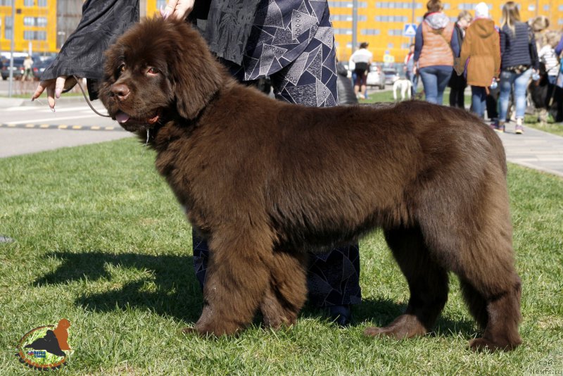 Фото: ньюфаундленд Funnewf Atlantika (Фанньюф Атлантика)