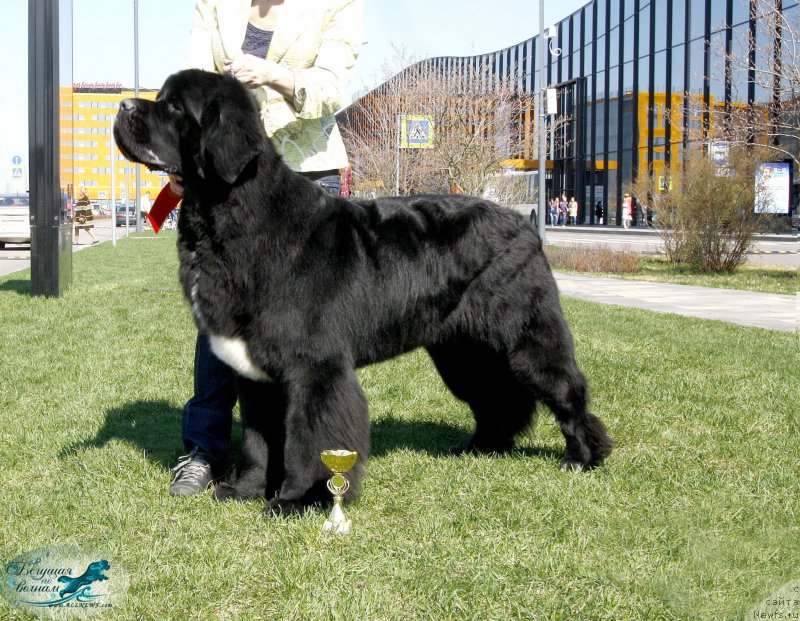 Фото: ньюфаундленд Beguschaya po Volnam Сhart Topper (Бегущая по Волнам Чарт Топпер)