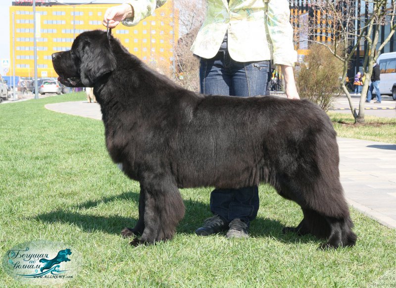 Фото: ньюфаундленд Beguschaya po Volnam Bravo Bravissimo (Бегущая по Волнам Браво Брависсимо)