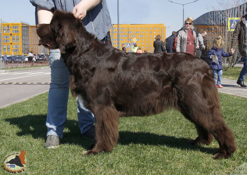 Фото: ньюфаундленд Aquatoriya Kelvin Heather Honey (Акватория Келвин Хизер Хани)