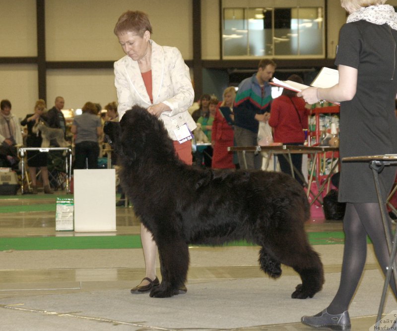 Фото: ньюфаундленд Montserrat Caballe is Antagrada (Монтсеррат Кабалье из Антаграда)