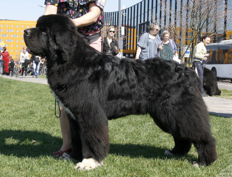 Фотография № 206427