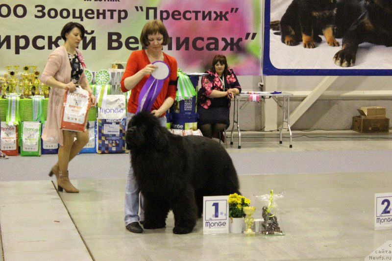 Фото: ньюфаундленд Fiamettahauz Fakt Favorit (Фиаметтахауз Факт Фаворит)