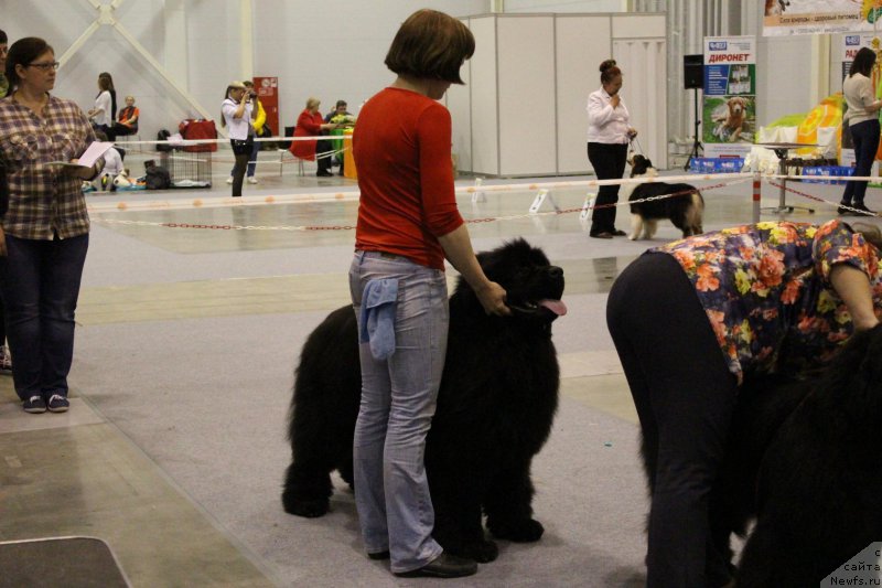 Фото: ньюфаундленд Fiamettahauz Fakt Favorit (Фиаметтахауз Факт Фаворит)