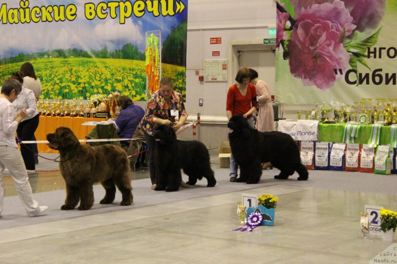 Фото: ньюфаундленд Plushevaya Panda Giorgio Beuerlu Hills (Плюшевая Панда Гиоргио Беуерлу Хиллс), ньюфаундленд Zhan-Zhak s Berega Dona (Жан-Жак с Берега Дона), ньюфаундленд Fiamettahauz Fakt Favorit (Фиаметтахауз Факт Фаворит)