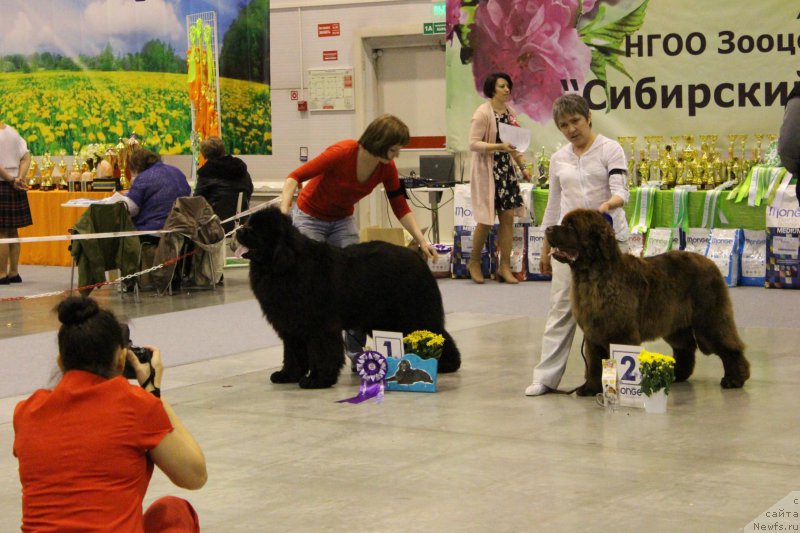 Фото: ньюфаундленд Fiamettahauz Fakt Favorit (Фиаметтахауз Факт Фаворит), ньюфаундленд Plushevaya Panda Giorgio Beuerlu Hills (Плюшевая Панда Гиоргио Беуерлу Хиллс)