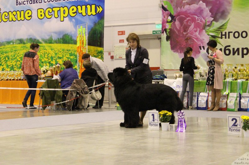 Фото: ньюфаундленд Super Premium Lillihamer (Супер Премиум Лиллихаммер)