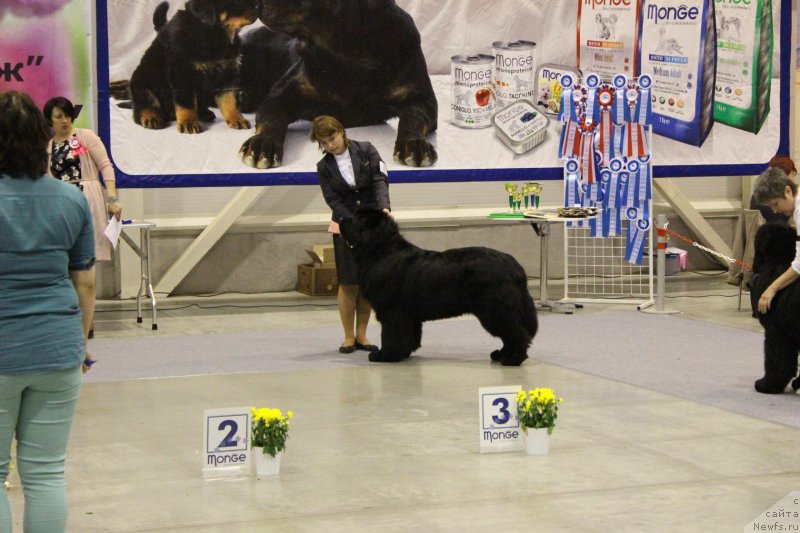 Фото: ньюфаундленд Super Premium Lillihamer (Супер Премиум Лиллихаммер)