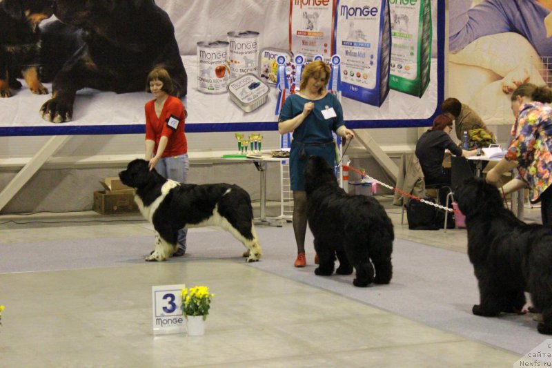 Фото: ньюфаундленд Fiamettahauz Sadahbiya (Фиаметтахауз Садахбия)