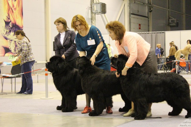 Фото: ньюфаундленд Super Premium Lillihamer (Супер Премиум Лиллихаммер), ньюфаундленд Super Premium Invisible (Супер Премиум Инвисибл), ньюфаундленд Super Premium Undercover Love (Супер Премиум Ундерковер Лове)