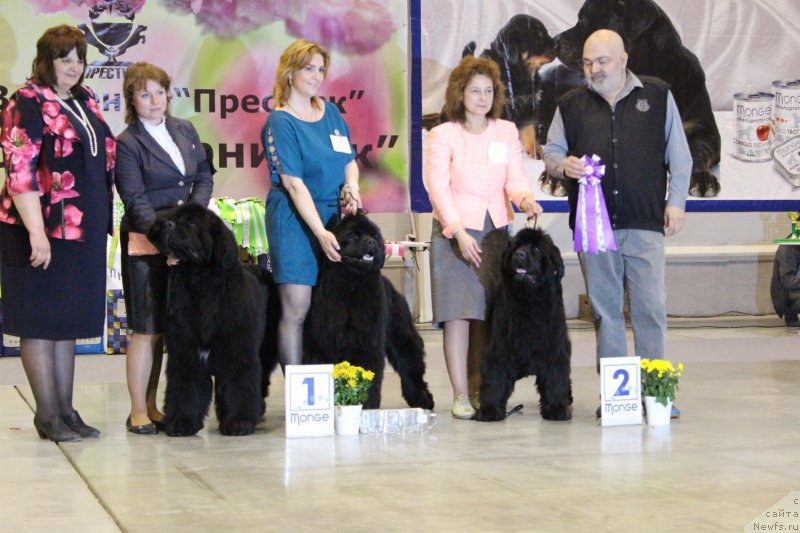 Фото: ньюфаундленд Super Premium Lillihamer (Супер Премиум Лиллихаммер), ньюфаундленд Super Premium Invisible (Супер Премиум Инвисибл), ньюфаундленд Super Premium Undercover Love (Супер Премиум Ундерковер Лове)