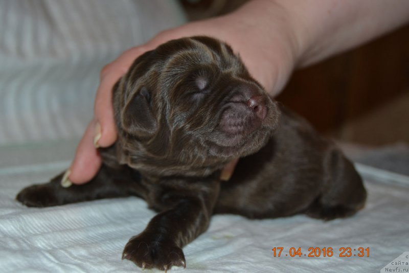 Фото: ньюфаундленд Zhdanny Syn Vialiki Miadzvedz, ньюфаундленд Djakonda (Джаконда)