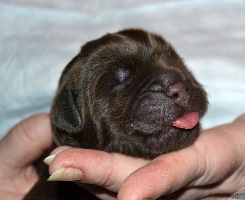 Фото: ньюфаундленд Zhdanny Syn Vialiki Miadzvedz, ньюфаундленд Djakonda (Джаконда)