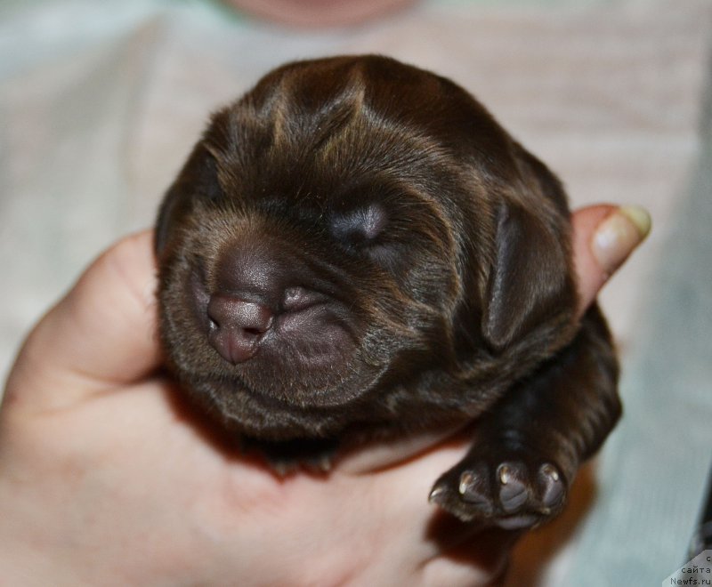 Фото: ньюфаундленд Zhdanny Syn Vialiki Miadzvedz, ньюфаундленд Djakonda (Джаконда)