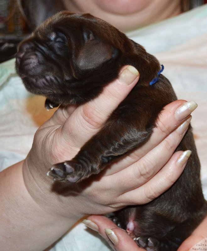 Фото: ньюфаундленд Zhdanny Syn Vialiki Miadzvedz, ньюфаундленд Djakonda (Джаконда)