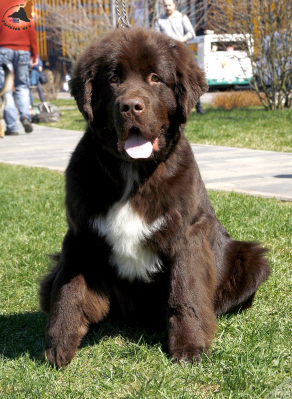 Фото: ньюфаундленд Funnewf Arktika (Фанньюф Арктика)