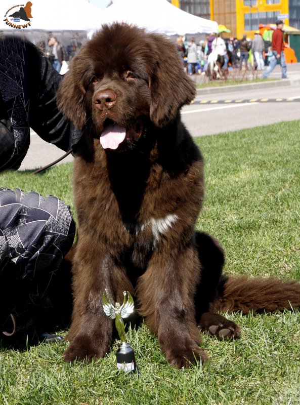 Фото: ньюфаундленд Funnewf Atlantika (Фанньюф Атлантика)