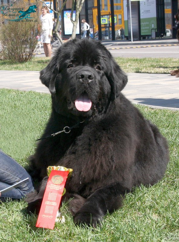 Фото: ньюфаундленд Beguschaya po Volnam Bravo Bravissimo (Бегущая по Волнам Браво Брависсимо)