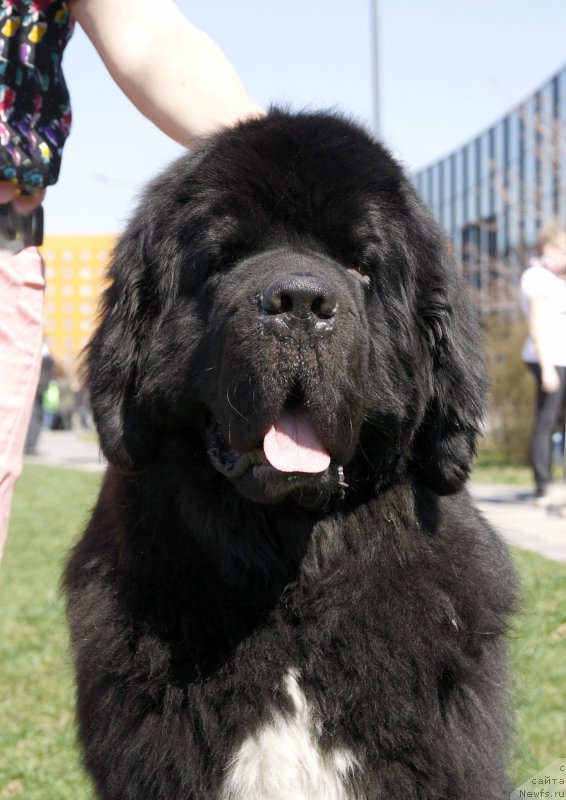 Фото: ньюфаундленд Piternyuf Omnia Vincet Amor (Питерньюф Омниа Винсет Амор)