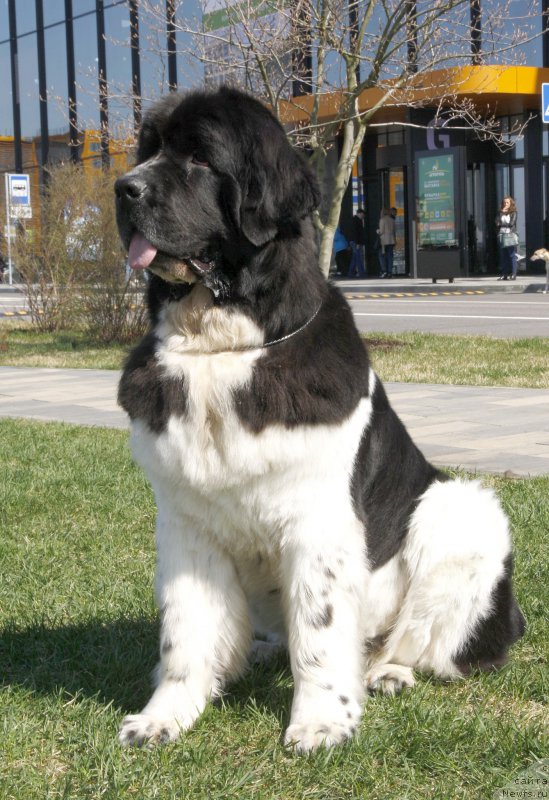 Фото: ньюфаундленд Piternyuf Banzay (Питерньюф Банзай)