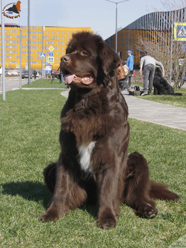 Фото: ньюфаундленд Aquatoriya Kelvin Heather Honey (Акватория Келвин Хизер Хани)