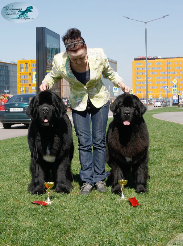 Фото: ньюфаундленд Beguschaya po Volnam Сhart Topper (Бегущая по Волнам Чарт Топпер), Ol'ga Koroleva (Ольга Королева), ньюфаундленд Beguschaya po Volnam Bravo Bravissimo (Бегущая по Волнам Браво Брависсимо)