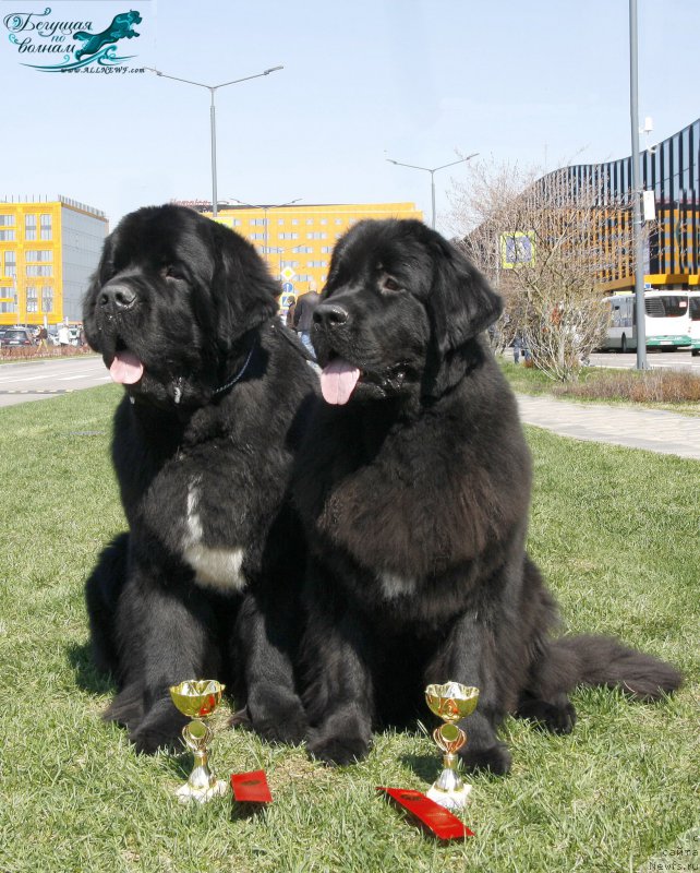 Фото: ньюфаундленд Beguschaya po Volnam Сhart Topper (Бегущая по Волнам Чарт Топпер), ньюфаундленд Beguschaya po Volnam Bravo Bravissimo (Бегущая по Волнам Браво Брависсимо)