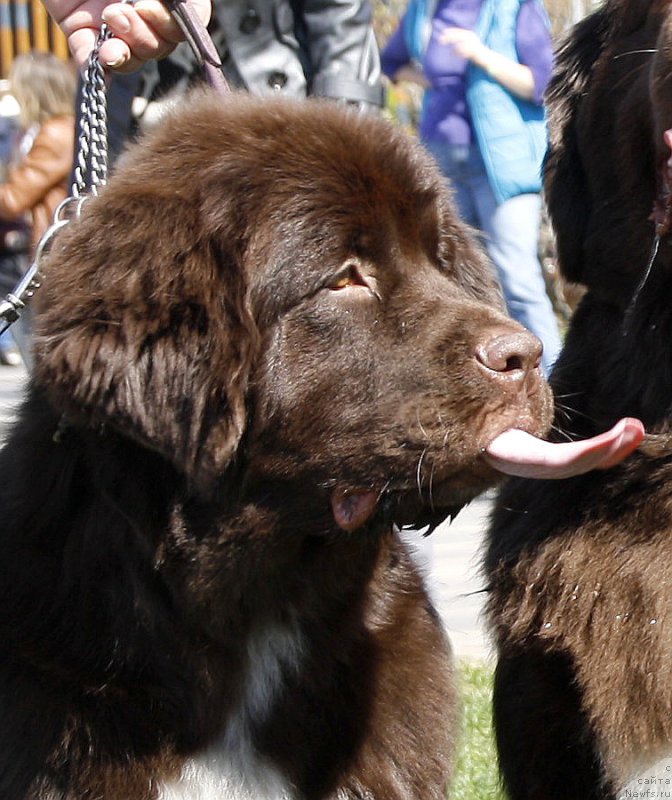 Фотография № 206471