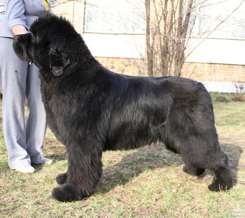 Фото: ньюфаундленд S'Nezhnaya Vjuga Alyaniko del Vulture (С'Нежная Вьюга Альянико Дель Вультуре)